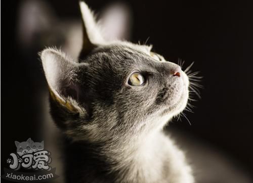 科拉特貓能吃什么水果 水果可幫助科拉特貓消化