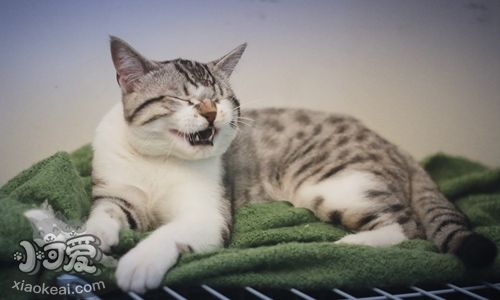 美國短尾貓吃什么好 美國短尾貓喂食指南