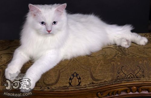 安哥拉貓飼養要注意什么 安哥拉貓飼養注意事項