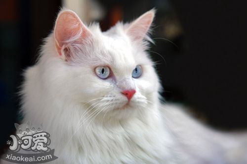 土耳其安哥拉貓好養嗎 安哥拉貓非常愛干凈