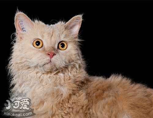 塞爾凱克卷毛貓好養嗎 塞爾凱克卷毛貓養護知識