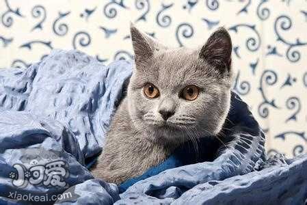 科拉特貓怎么養(yǎng) 科拉特貓飼養(yǎng)方法