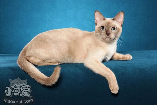 東奇尼貓怎么養 東奇尼貓飼養方法