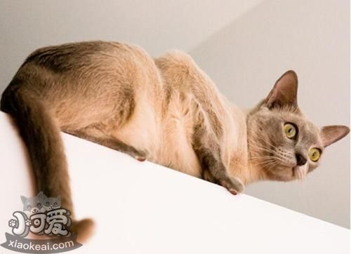 東奇尼貓好養嗎 東奇尼貓飼養經驗