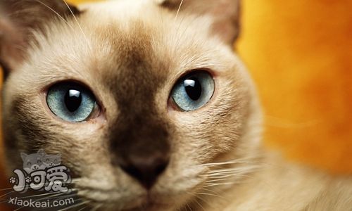 東奇尼貓吃什么 東奇尼貓喂養不能太隨意