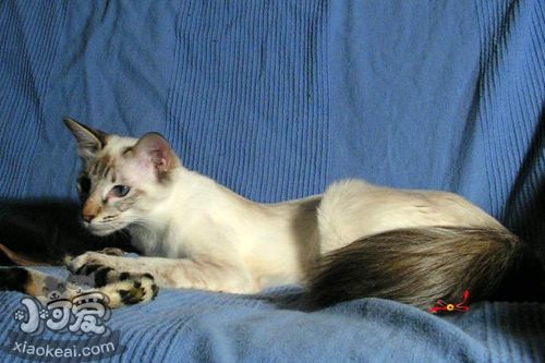 巴厘貓可以吃西瓜嗎 巴厘貓西瓜攝入量介紹