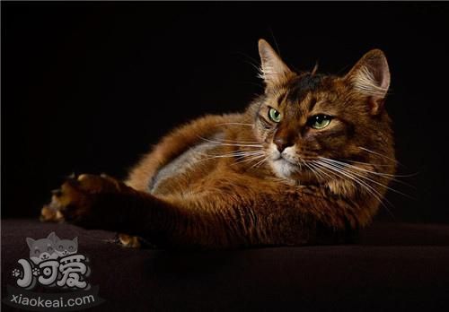 索馬里貓好養嗎 飼養索馬里貓注意事項