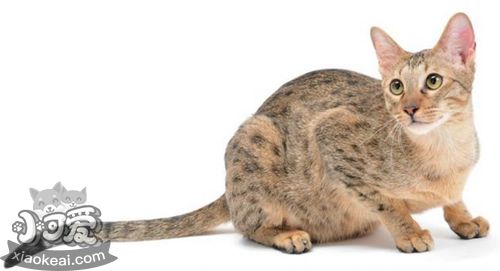 養威爾斯貓要注意什么 威爾斯貓飼養注意事項