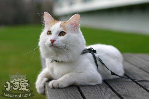 土耳其梵貓怎么喂養 土耳其梵貓喂養知識