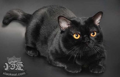 孟買貓應該怎么養 孟買貓喂養指南