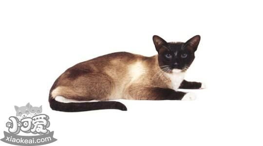 雪鞋貓吃什么 雪鞋貓飼養(yǎng)心得介紹