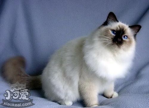 雪鞋貓怎么養 雪鞋貓飼養方法