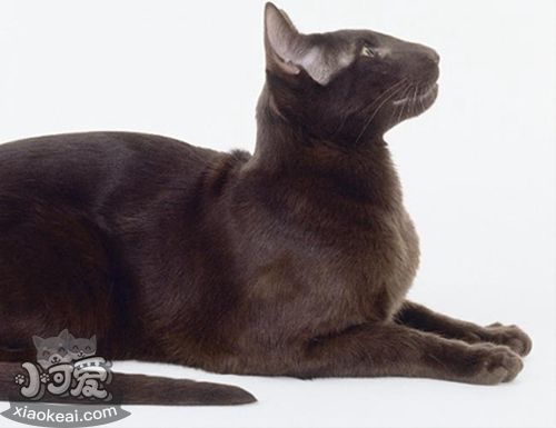 哈瓦那棕貓怎么養 哈瓦那貓飼養方法