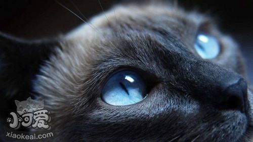 哈瓦那棕貓怎么洗澡 哈瓦那貓洗澡注意事項