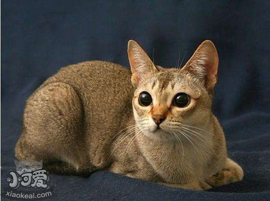 怎么給新加坡貓洗眼睛 新加坡貓眼睛清理方法