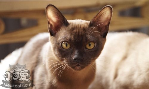 緬甸貓怎么養 緬甸貓飼養技巧