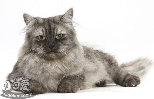 緬甸貓不能吃什么 緬甸貓禁忌食物一覽