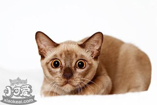 緬甸貓幼貓怎么養 幼貓飼養注意事項