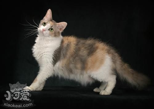 拉邦貓?jiān)趺醋o(hù)毛 拉邦貓毛發(fā)護(hù)理方法