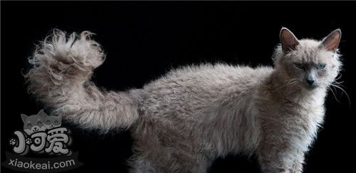 拉邦貓?jiān)趺答B(yǎng) 拉邦貓飼養(yǎng)技巧