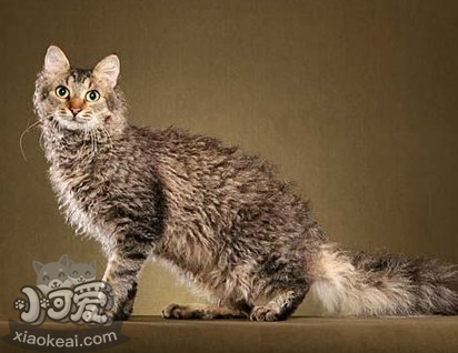 拉邦貓好養嗎 拉邦貓飼養細節