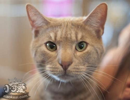 奧西貓怎么養(yǎng) 奧西貓喂食方法