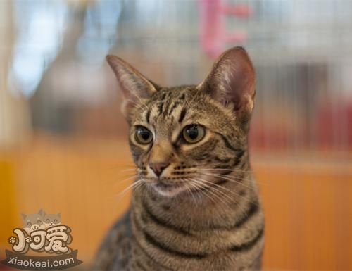 奧西貓友善嗎 奧西貓性格習(xí)性介紹