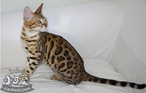 熱帶草原貓好養(yǎng)嗎 熱帶草原毛生活習(xí)性介紹