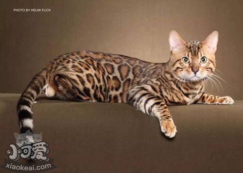 熱帶草原貓怎么喂養 各階段喂養技巧