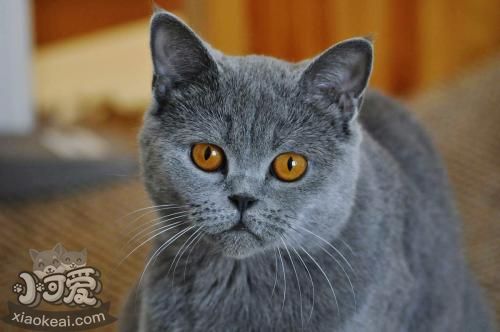 沙特爾貓毛發(fā)怎么護(hù)理 沙特爾貓毛發(fā)護(hù)理方法