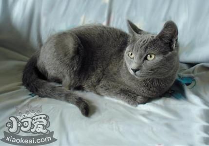 沙特爾貓怎么養 沙特爾貓飼養方法