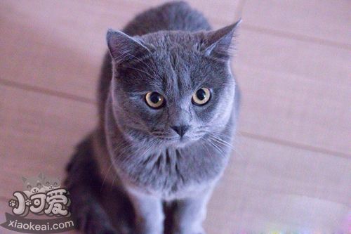 沙特爾貓吃什么 沙特爾貓喂食要求