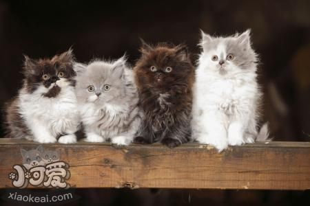 英國長毛貓性格怎么樣 英國長毛貓性格介紹