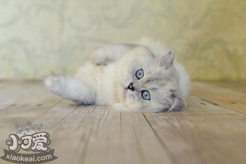 英國長毛貓好養(yǎng)嗎 英國長毛貓飼養(yǎng)技巧