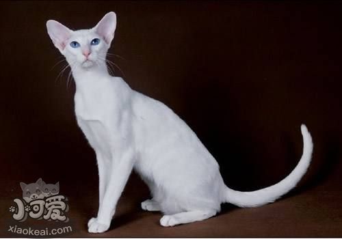 東方貓怎么養 東方貓喂養指南