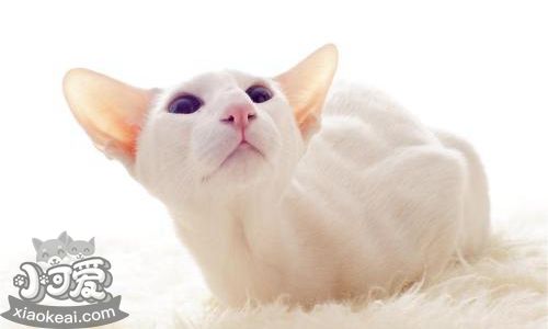 東方貓性格好不好 東方貓性格介紹