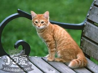 美國剛毛貓掉毛嗎 美國剛毛貓掉毛解決辦法