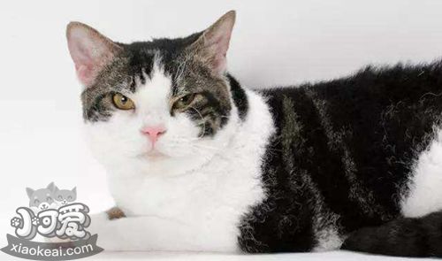 美國剛毛貓性格怎么樣 美國剛毛貓性格介紹