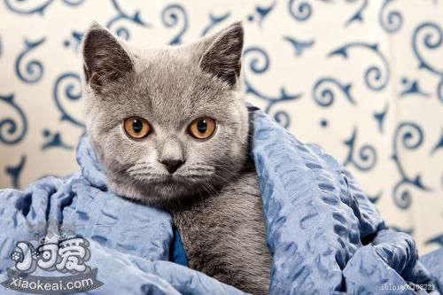 卡爾特貓喂什么 卡爾特貓喂食技巧