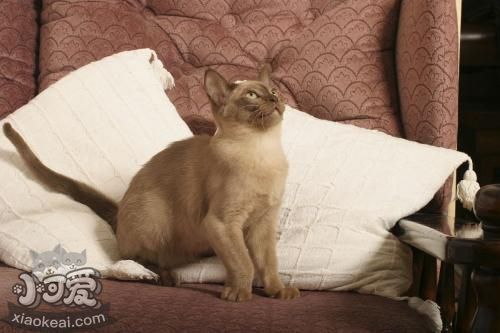 歐洲緬甸貓喂什么 歐洲緬甸貓喂食要求