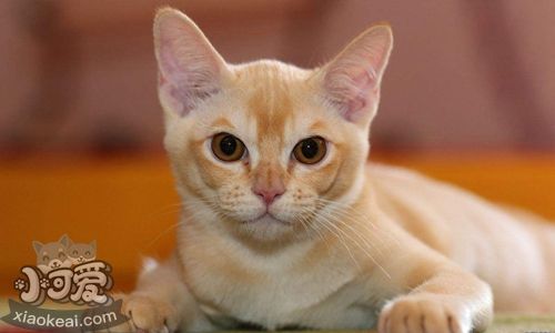 歐洲緬甸貓洗澡亂動怎么辦 歐洲緬甸貓洗澡方法