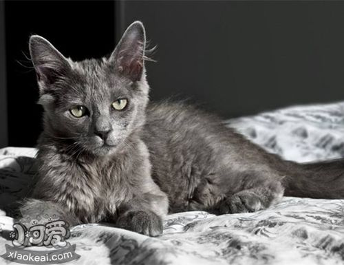 內(nèi)華達(dá)貓吃什么 內(nèi)華達(dá)貓飲食要求