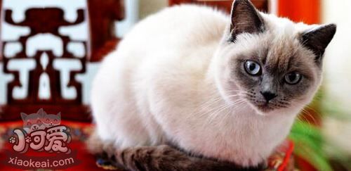 重點色短毛貓掉毛怎么辦 重點色短毛貓毛發梳理方法