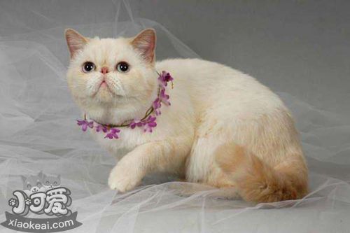 重點色短毛貓不能吃什么 重點色短毛貓喂養技巧