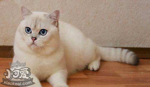 重點(diǎn)色短毛貓?jiān)趺聪丛?重點(diǎn)色短毛貓洗澡注意事項(xiàng)