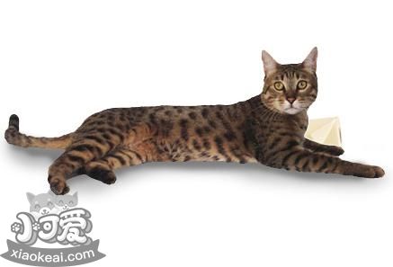 加州閃亮貓吃什么 加州閃亮貓喂養指南