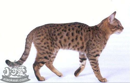 加州閃亮貓能吃狗糧嗎 不能長(zhǎng)期食用狗糧