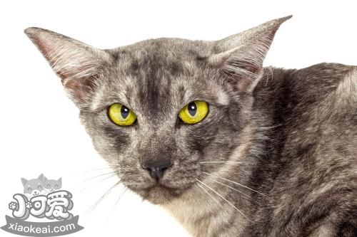 爪哇貓怎么洗澡 爪哇貓洗澡程序介紹