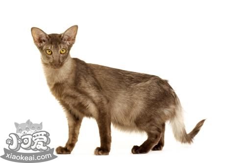 爪哇貓?jiān)趺窗味?爪哇貓拔耳毛方法