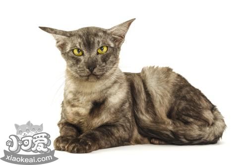 給爪哇貓剃毛要注意什么 爪哇貓剃毛注意事項